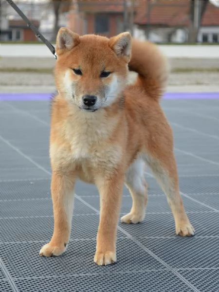 Shiba Inu cuccioli in vendita | Foto 0