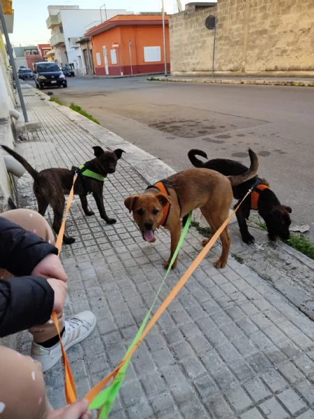 3 cuccioli di taglia mediopiccola cercano casa | Foto 4