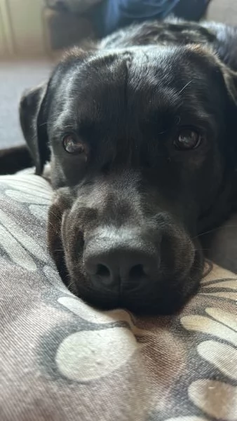 Zeus cagnolino golden Labrador 