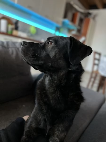 Zeus cagnolino golden Labrador  | Foto 4