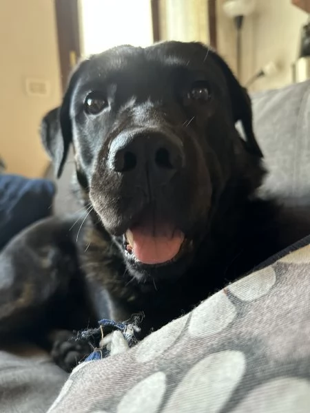 Zeus cagnolino golden Labrador  | Foto 3