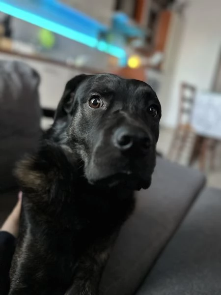 Zeus cagnolino golden Labrador  | Foto 0