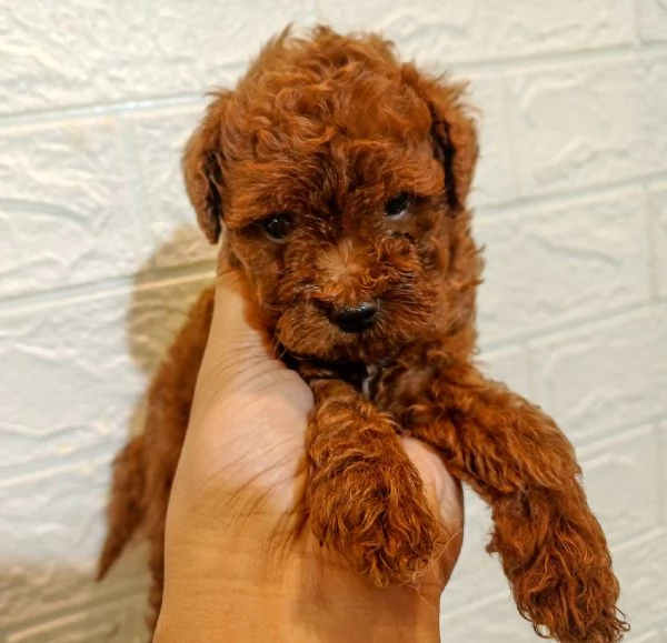 Cuccioli di BARBONCINI TOY | Foto 0