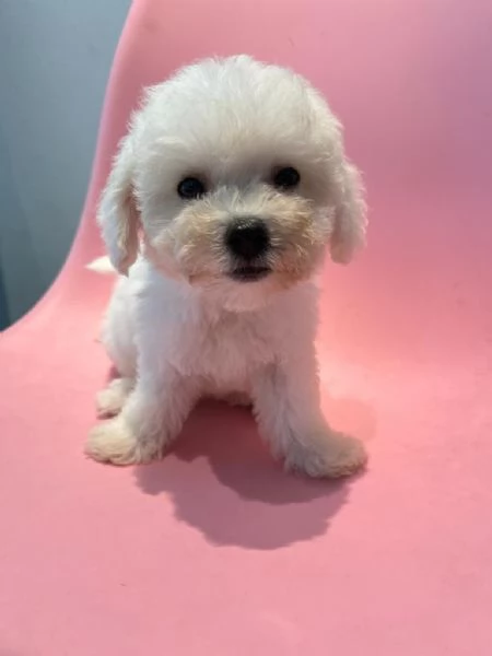 Cuccioli di BARBONCINI TOY