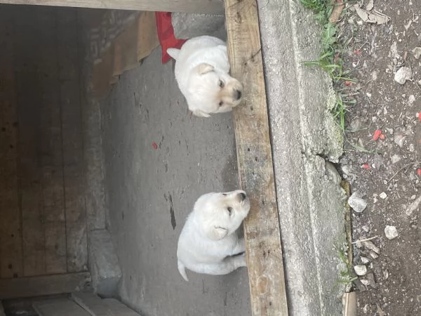 Cuccioli di Labrador Retriever | Foto 4