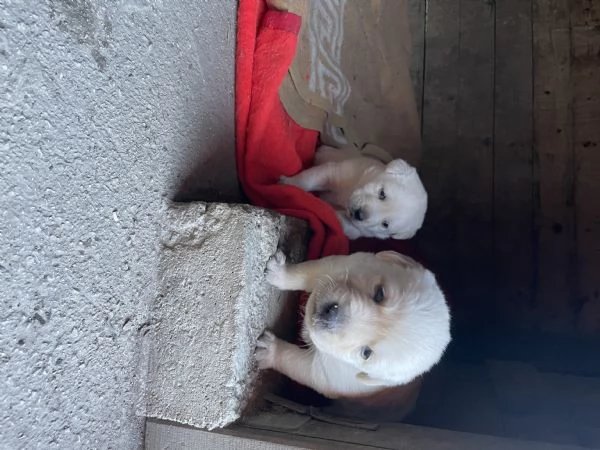 Cuccioli di Labrador Retriever | Foto 3