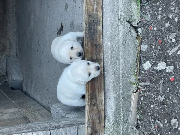 Cuccioli di Labrador Retriever | Foto 0