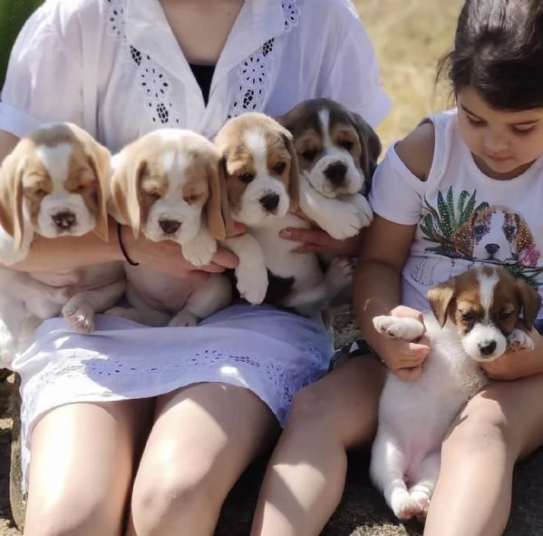 ammirevoli cuccioli di beagles