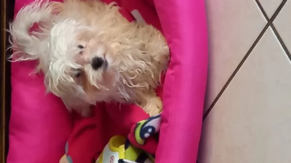 Vendo cucciola maltese  | Foto 1