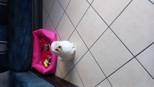 Vendo cucciola maltese  | Foto 0