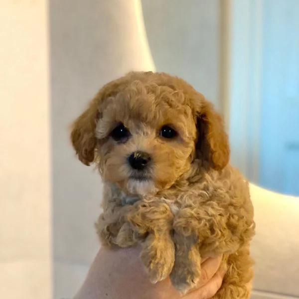 Maltipoo in adozione  | Foto 0