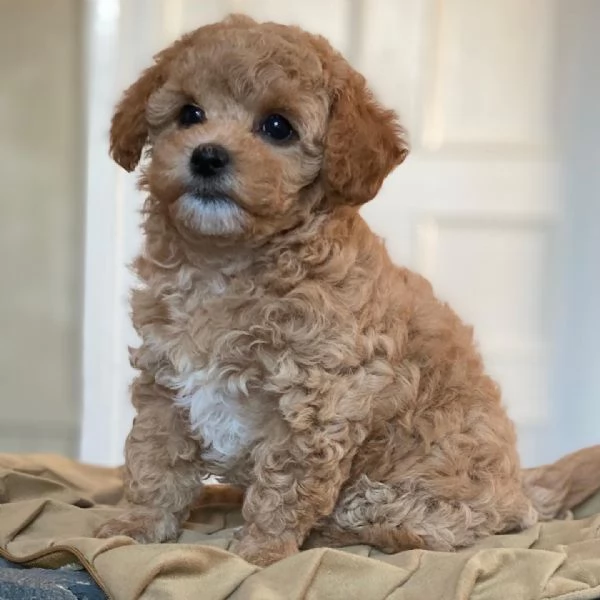 Maltipoo in adozione 