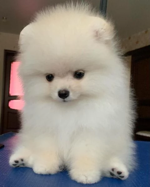 Volpino Pomerania di 12 settimane | Foto 1
