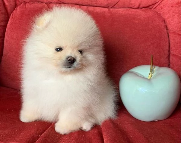 Volpino Pomerania di 12 settimane | Foto 0