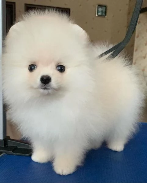 Volpino Pomerania di 12 settimane