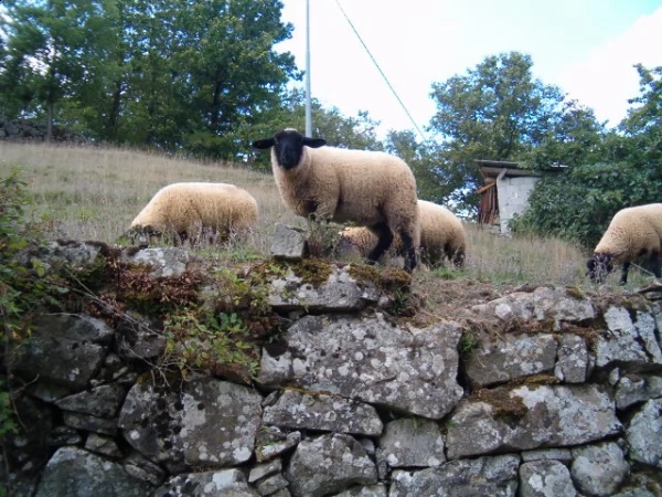 agnelli di razza suffolk