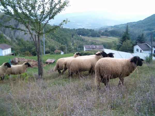 agnelli di razza suffolk | Foto 4