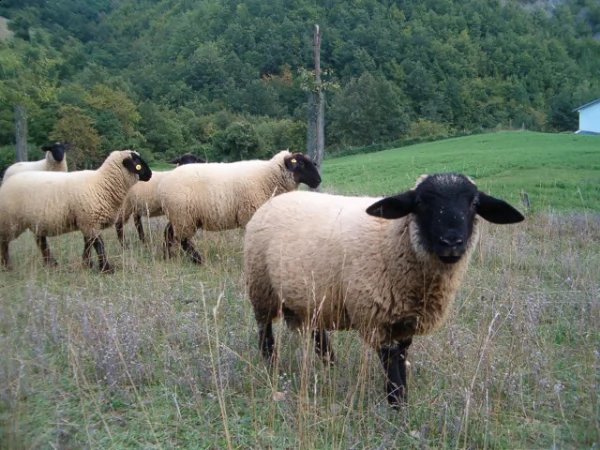 agnelli di razza suffolk | Foto 3
