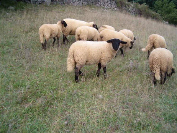 agnelli di razza suffolk | Foto 2