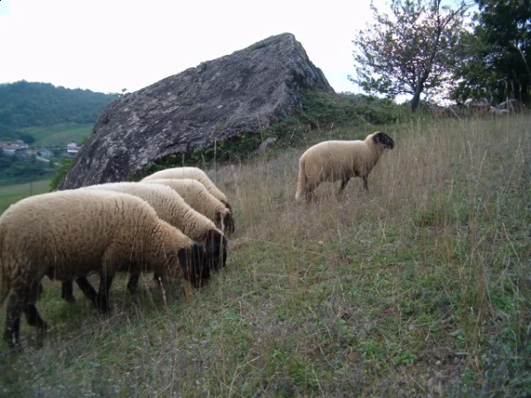 agnelli di razza suffolk | Foto 1