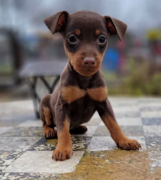 Mini Pin Puppies consegnati di persona