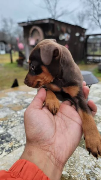 Mini Pin Puppies consegnati di persona | Foto 0