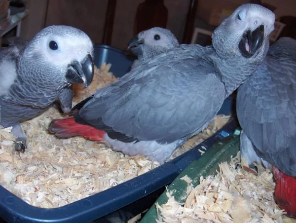 Adorabili cuccioli di Pappagalli cenerini | Foto 0