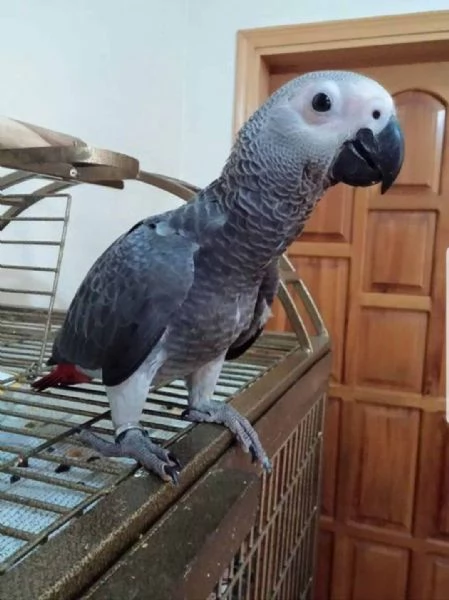 Adorabili cuccioli di Pappagalli cenerini