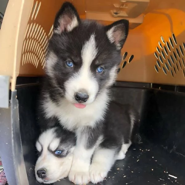 Cuccioli di Husky siberiano | Foto 3