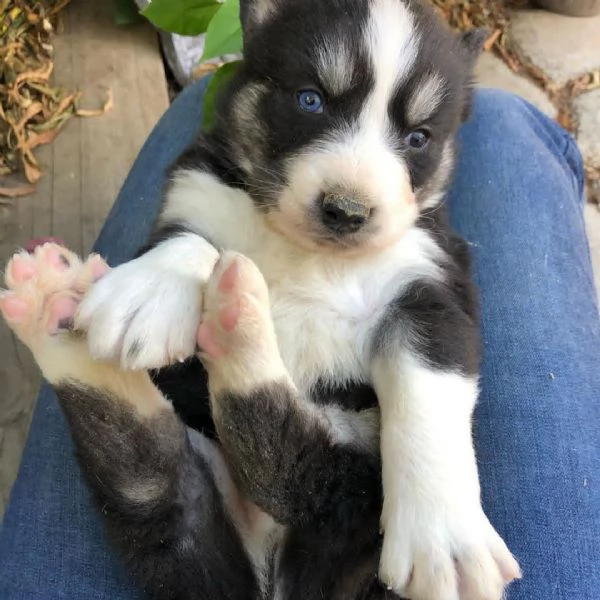 Cuccioli di Husky siberiano | Foto 1