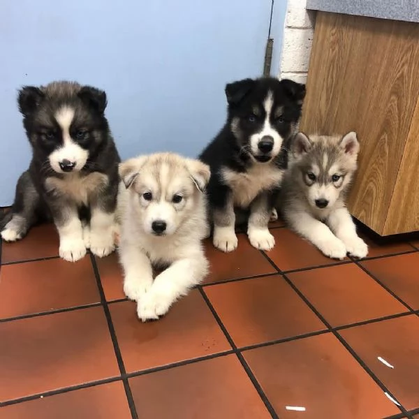 Cuccioli di Husky siberiano