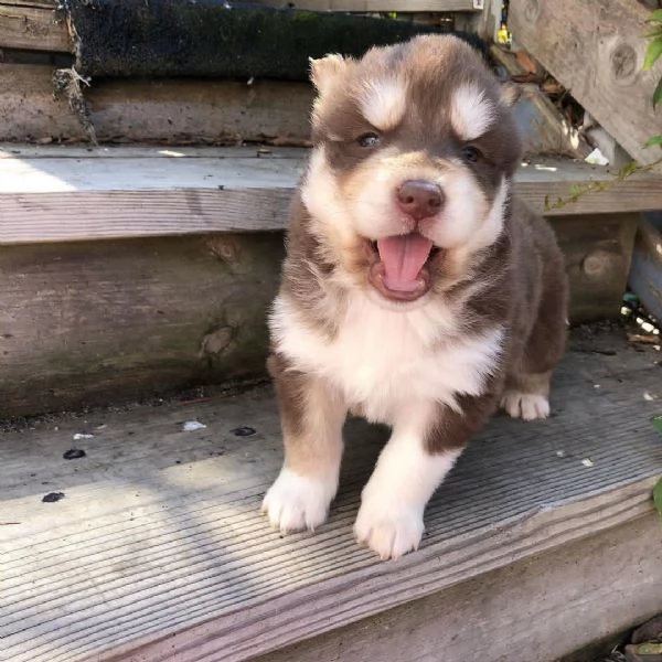 Cuccioli di Husky siberiano | Foto 0
