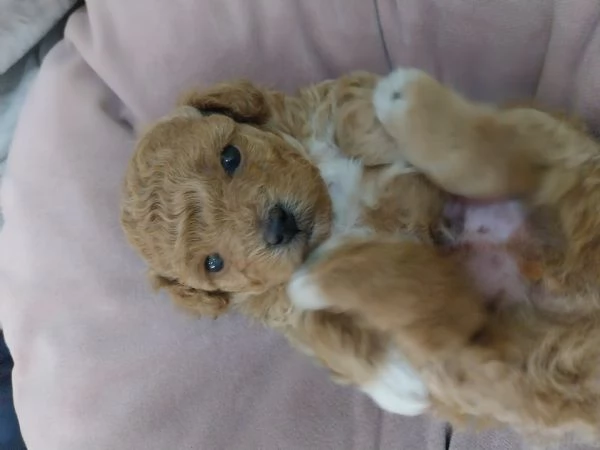 Barboncino toy | Foto 3