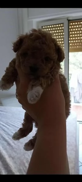 Barboncino toy | Foto 0