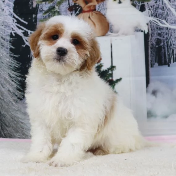 Regalo Cuccioli di Golden retriver Disponibili bellissimi cuccioli di Golden taglia standard mantell