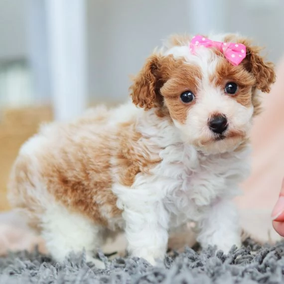 Regalo abbiamo cuccioli di barboncino sono barboncino di dimensioni standard  sono registrati AKC 
