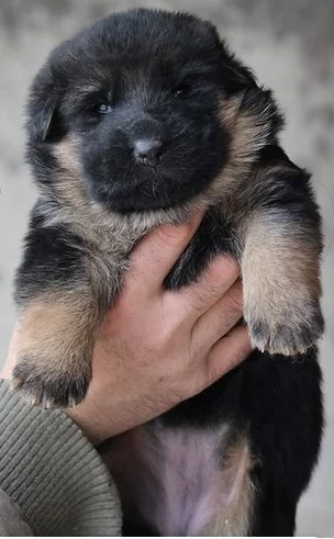 Regalo ALLEVAMENTO segugio Ho bellissimi cuccioli segugio pronti per loro nuove case essi siano agg