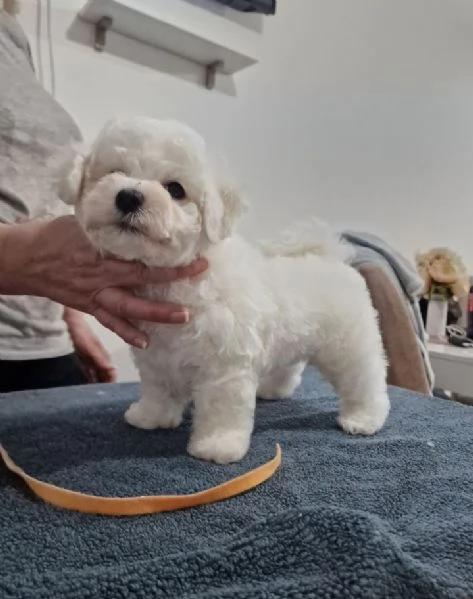 Bichon Frise cuccioli in vendita | Foto 6