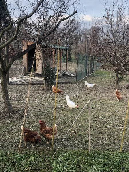 Uova di galline ruspanti libere
