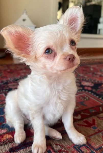 Chihuahua pelo lungo  | Foto 2