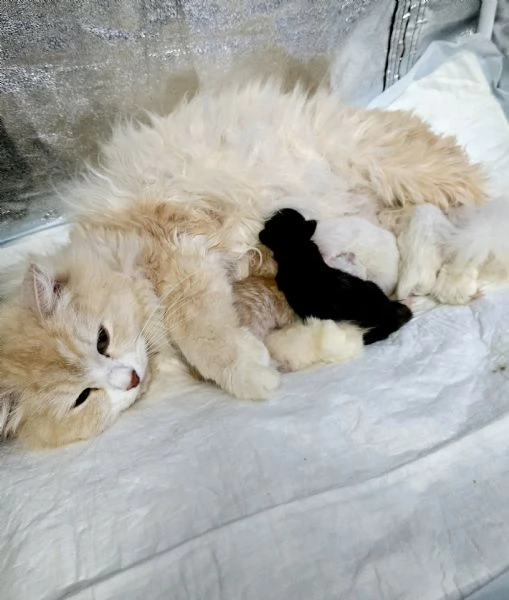 Gattini Siberiani Ipoallergenici | Foto 4