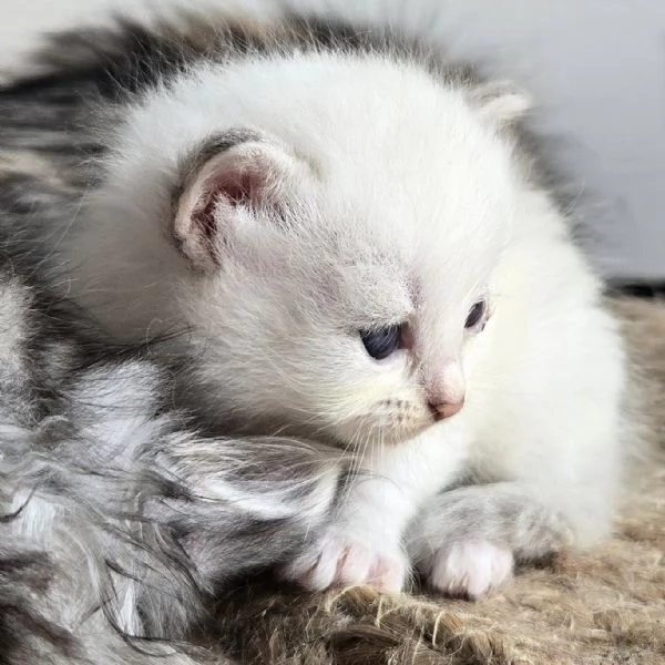 Gattini Siberiani Ipoallergenici | Foto 3