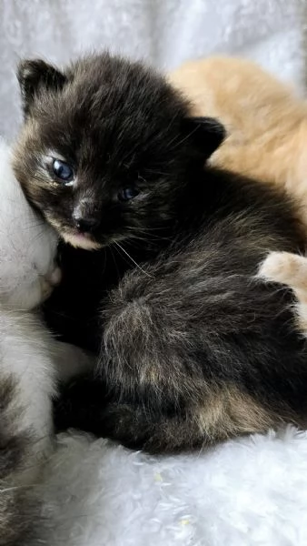 Gattini Siberiani Ipoallergenici | Foto 2