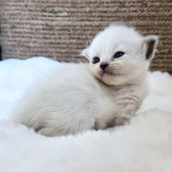 Gattini Siberiani Ipoallergenici | Foto 1