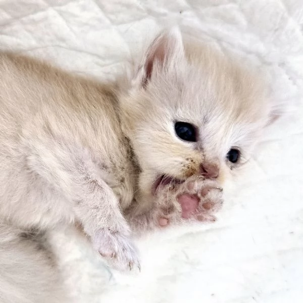 Gattini Siberiani Ipoallergenici | Foto 0