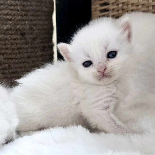 Gattini Siberiani Ipoallergenici