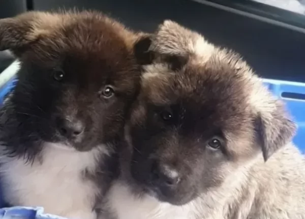  Bellissimi cuccioli di akita americano