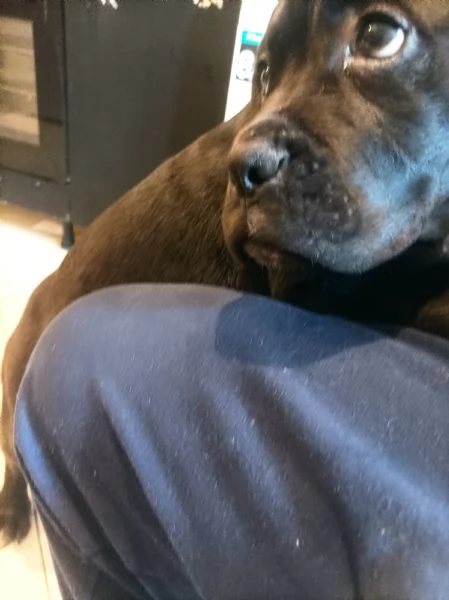 Cucciolo di Cane Corso 