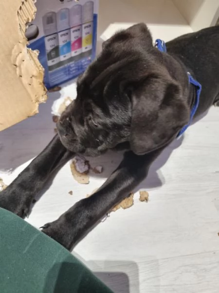 Cucciolo di Cane Corso  | Foto 6