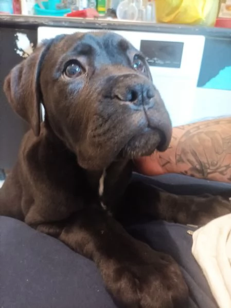 Cucciolo di Cane Corso  | Foto 5
